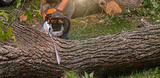 Reliable Hawthorne, CA Tree Services Solutions